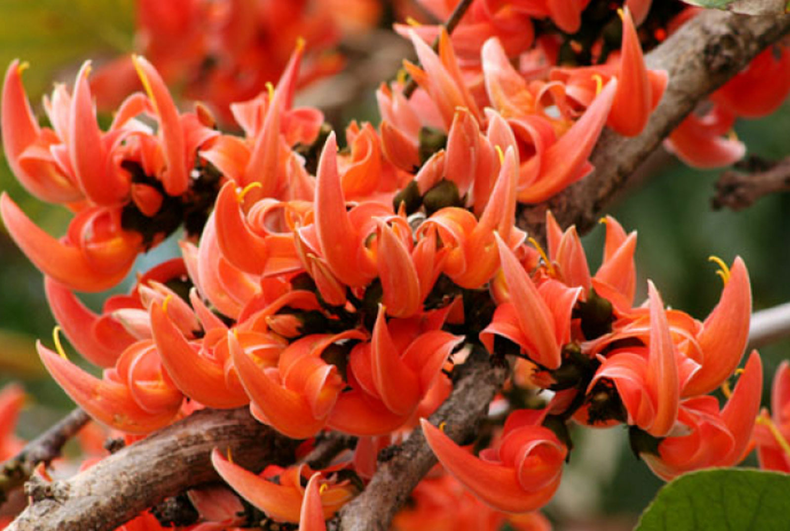 ফাল্গুনের প্রথম দিন আজ