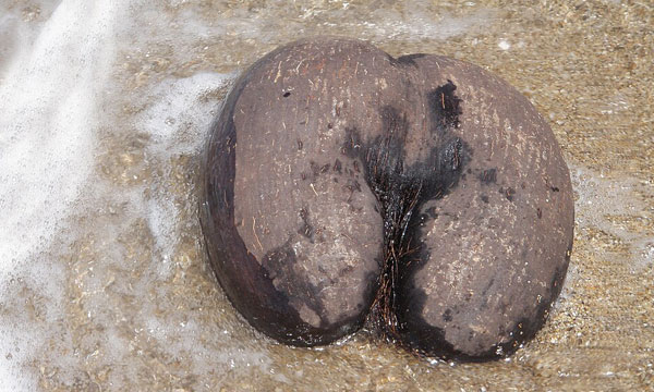 প্রকৃতির বিস্ময় কোকো দে মের: বিশ্বের বৃহত্তম বীজ