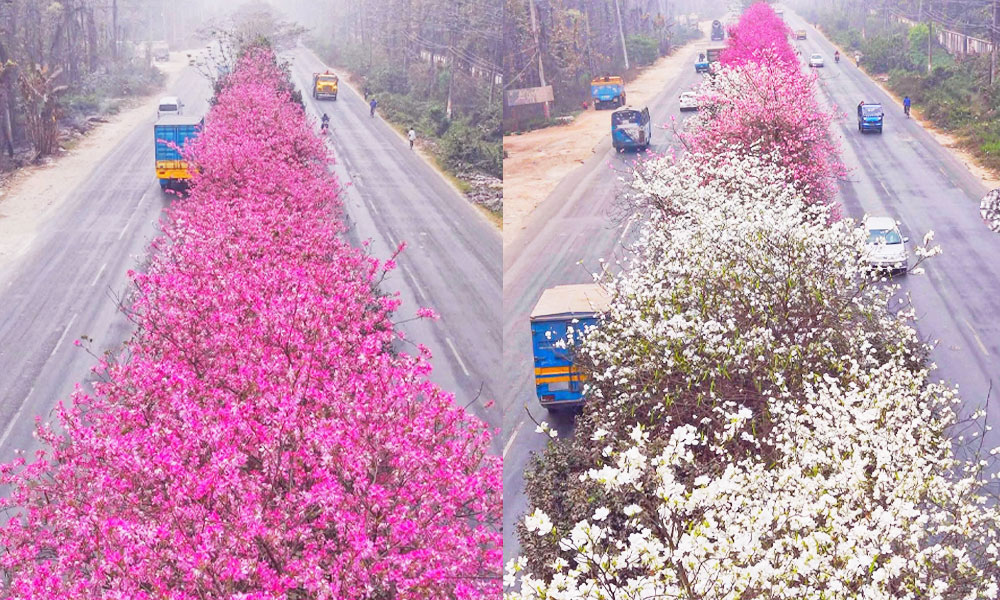 ঢাকা-ময়মনসিংহ মহাসড়কে বসন্তের রঙিন ছোঁয়া