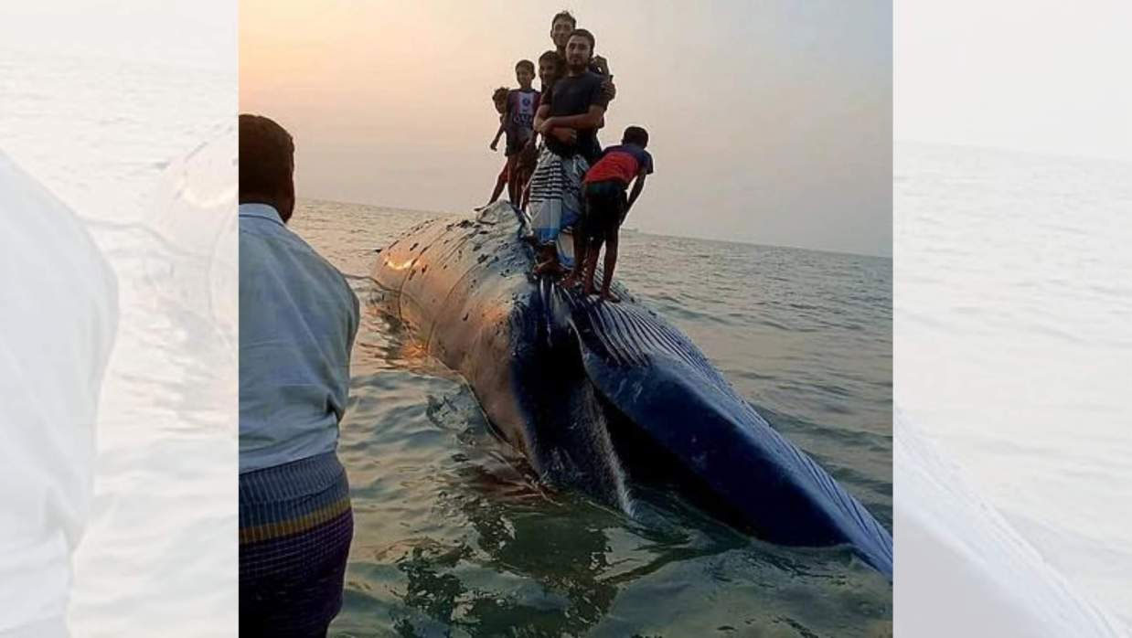 সৈকতে ভেসে আসা তিমি নিয়ে বিপাকে পর্যটক