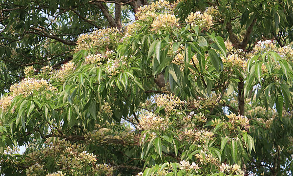 মৌলভীবাজারে ফুটেছে বরুণ ফুলের দৃষ্টিনন্দন রূপ