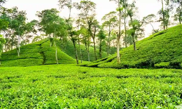 ঈদে ভিড় থাকলেও আয় বাড়েনি মৌলভীবাজারে