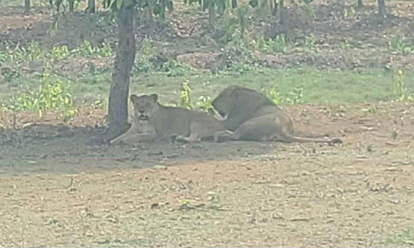 গাজীপুর সাফারি পার্কে নতুন তিন সিংহ