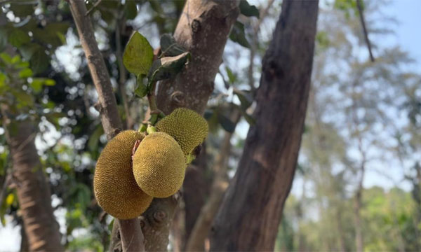 পর্যটকদের নজর কাড়ছে মেরিন ড্রাইভের কাঁঠাল গাছ