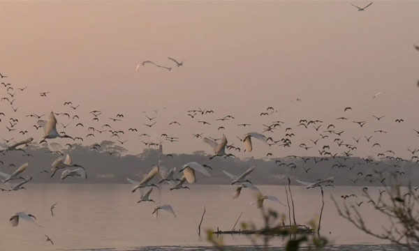 ঝোপখালী পাখির চর হতে পারে পর্যটনের নতুন গন্তব্য