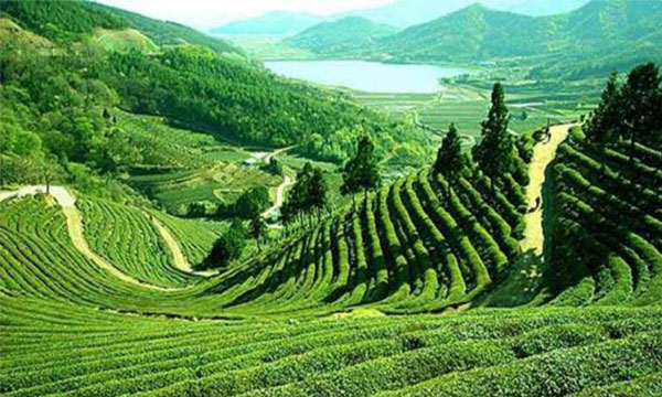 জ্বালানি সংকটে থমকে গেছে শ্রীমঙ্গলের পর্যটন