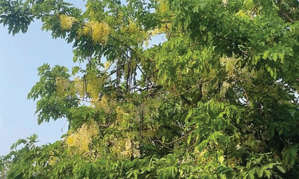 প্রকৃতির রঙে রঙিন কক্সবাজারের স্কুল প্রাঙ্গণ