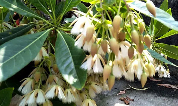 আনন্দ মোহন কলেজে দুর্লভ গাছের সমাহার