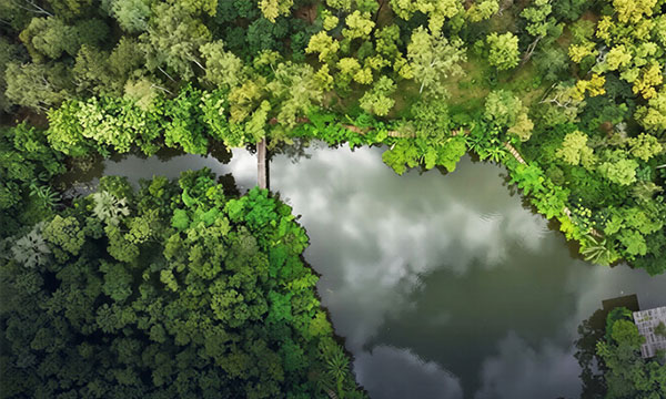 চট্টগ্রামের মিয়াওয়াকি বন টানছে পর্যটকদের