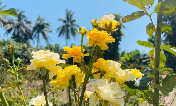 সৈকতের পাশে হলুদ গোলাপের বাগান, মুগ্ধ দর্শনার্থীরা
