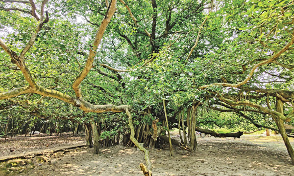 পর্যটনের আকর্ষণ হয়ে উঠেছে কাউটিয়ার শতবর্ষী বটগাছ