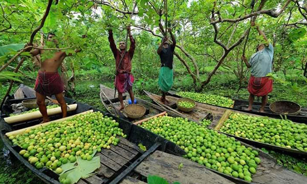 চোখ জুড়ানো পেয়ারা বাগানে ঘুরতে গেলে কী করবেন আর কী করবেন না