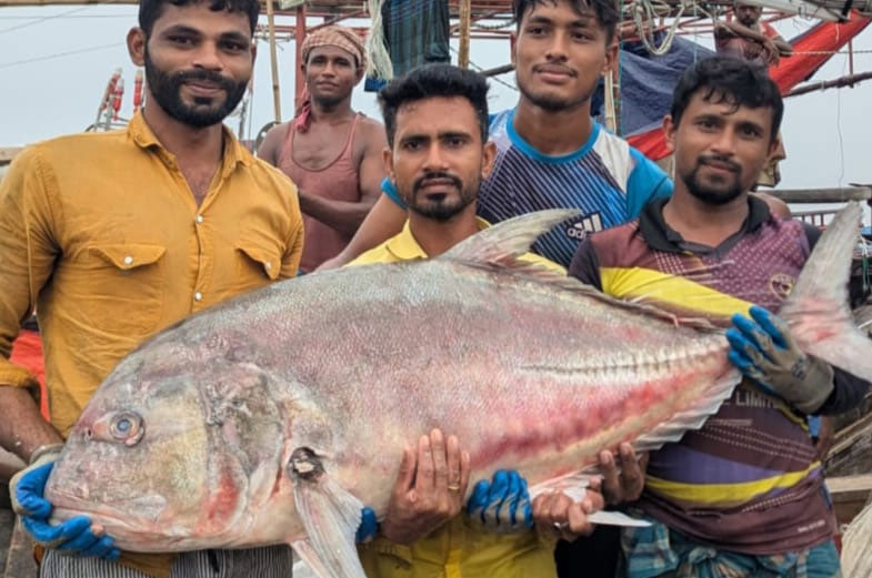 ৫৪ কেজির তলব মাছ, বিক্রি ৩৬ হাজারে