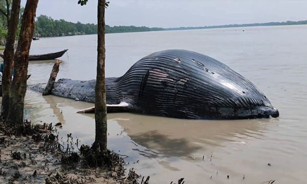 তালতলীর নদীতে ভেসে এলো ৩০ ফুটের মৃত তিমি