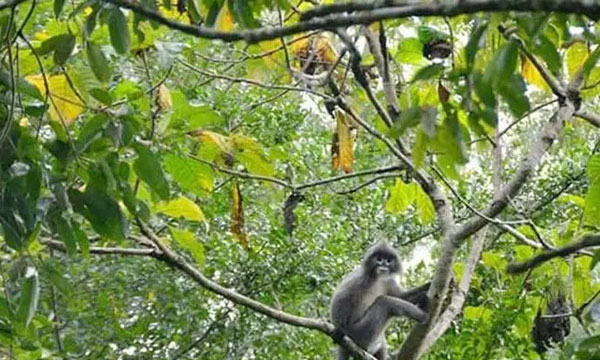 প্রকৃতির কাছাকাছি যেতে চাইলে ঘুরে আসুন রেমা-কালেঙ্গা