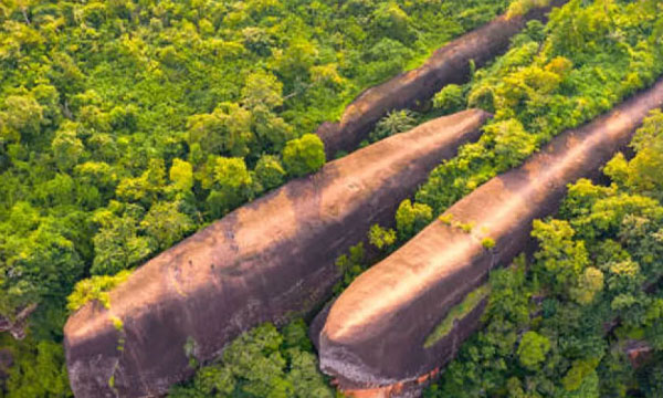৭ কোটি ৫০ লাখ বছরের ‘পাথরের তিমি’