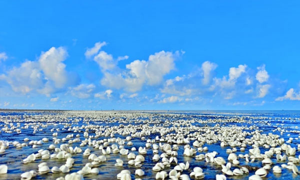 সাদা ঝিনুকে বদলে গেছে কুয়াকাটা সৈকতের চেহারা