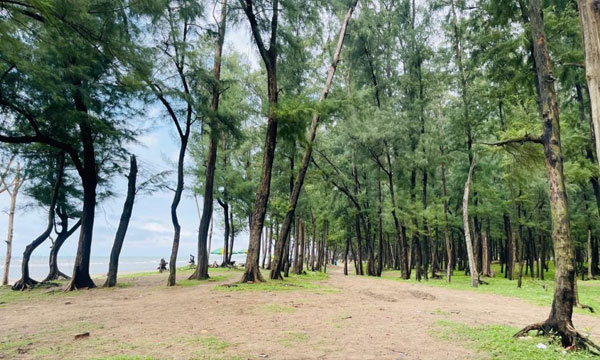 সাগর দেখতে গিয়ে শৈবাল সৈকতে কেন থামবেন