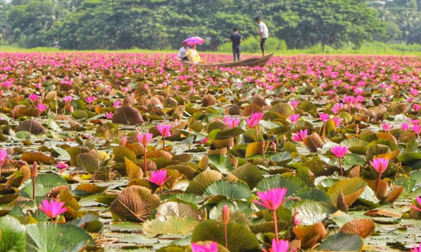 লাল শাপলা দেখতে এখনই যেতে পারেন সাতলার বিলে