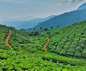 পরিবার নিয়ে ঘুরতে সেরা গন্তব্য শ্রীমঙ্গল