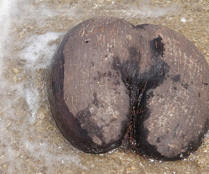 প্রকৃতির বিস্ময় কোকো দে মের: বিশ্বের বৃহত্তম বীজ