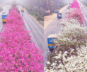 ঢাকা-ময়মনসিংহ মহাসড়কে বসন্তের রঙিন ছোঁয়া