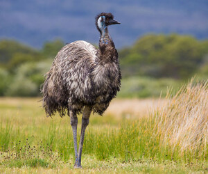 আকারে বিশাল পৃথিবীর ১০ পাখি