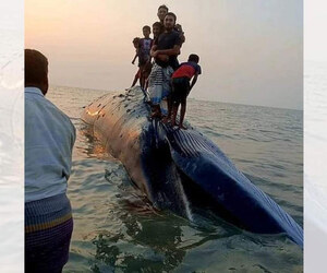 সৈকতে ভেসে আসা তিমি নিয়ে বিপাকে পর্যটক