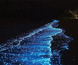 থাইল্যান্ডের সমুদ্রে রাতে জ্বলে ওঠে নীল আলো