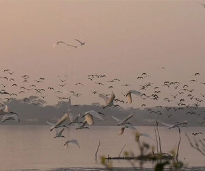 ঝোপখালী পাখির চর হতে পারে পর্যটনের নতুন গন্তব্য