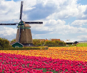 টিউলিপ দেখতে নেদারল্যান্ডস যাচ্ছেন? দেখে নিন বিশেষজ্ঞের পরামর্শ