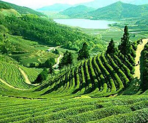 জ্বালানি সংকটে থমকে গেছে শ্রীমঙ্গলের পর্যটন