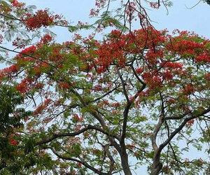 গ্রীষ্মে কক্সবাজারে কৃষ্ণচূড়ার লাল ছোঁয়া