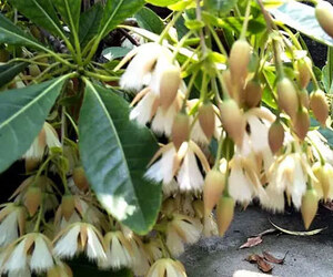 আনন্দ মোহন কলেজে দুর্লভ গাছের সমাহার