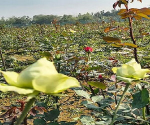 সম্ভাবনাময় কৃষি পর্যটনে বদলে যেতে পারে শেরপুর