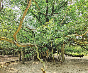 পর্যটনের আকর্ষণ হয়ে উঠেছে কাউটিয়ার শতবর্ষী বটগাছ