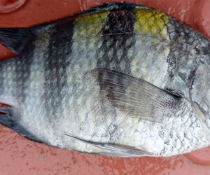 মাছের নাম ‘সার্জেন্ট মেজর’