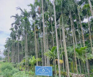 মেরিন ড্রাইভের সৌন্দর্যে নতুন মাত্রা আকাশছোঁয়া সুপারি গাছ