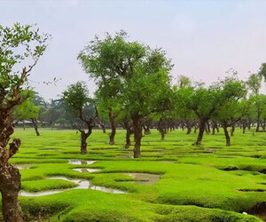 বরগুনার যে চরে জোয়ার-ভাটায় বদলে যায় দৃশ্য