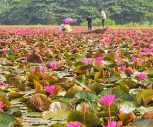 লাল শাপলা দেখতে এখনই যেতে পারেন সাতলার বিলে